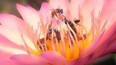 Twenty Dicked Flower Hosts Big Orgy